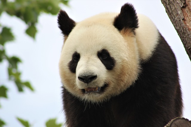 游客认错花花保安大哥幽默喊话：不是所有熊猫都叫花花